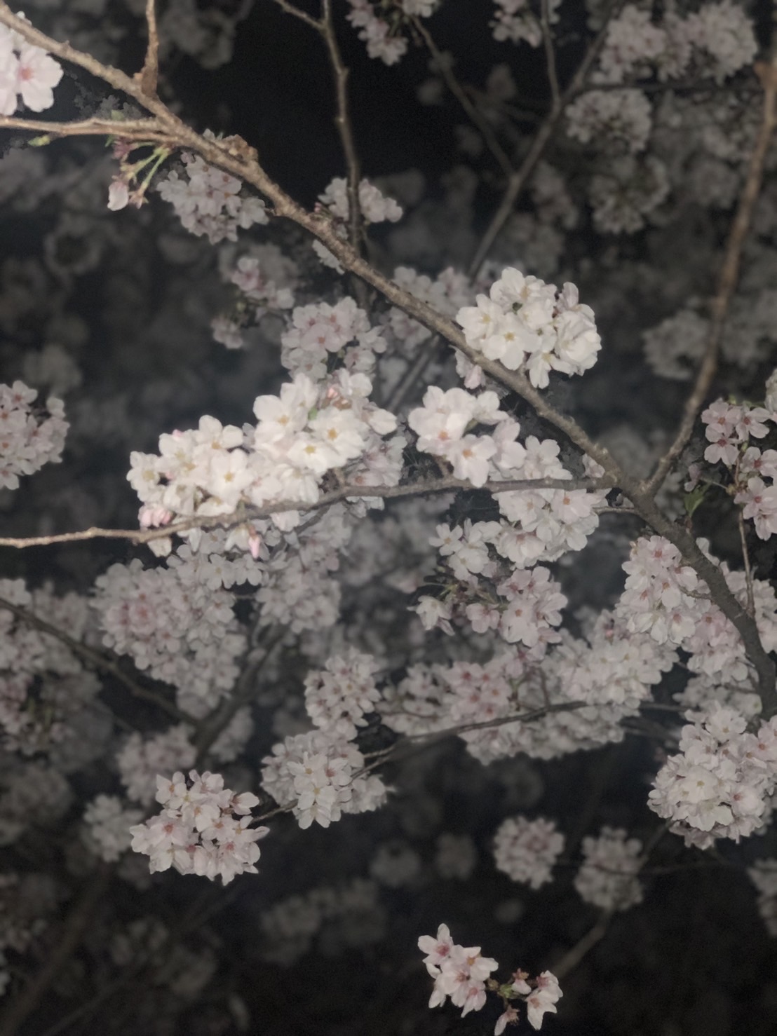 You are currently viewing 熊本城の夜桜🌸